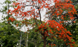 Summer red flowers are blooming every where in the city of Dhaka, Bangladesh, on 6 May 201...