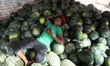 An indian water melon seller takes a nap during a hot day in Allahabad on May 8,2019 . Are...