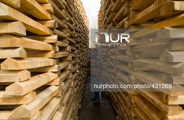HALMULLAH, INDIAN ADMINISTERED KASHMIR, INDIA - FEBRUARY 11: A worker counts stacks of willow cleft used in making cricket bats in a factory...