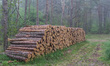 Forest logging place is seen in Piaski (Krynica Morska), Poland, on 18 May 2019  