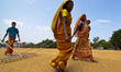 Women working on a daily basis in rice mill factories generally earn 80-100 taka ($1 to $...