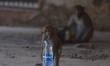 A Monkey drinks water from a plastic water bottle during a hot day in Allahabad on June 2,...