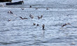  A seagull flies over Gaza sea in Gaza port in the west of Gaza City, on February 22, 2015...
