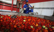 Palestinians work in aTomato paste factory in the northern Gaza Strip on June 17, 2019. 