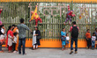 People are seen enjoying various social and cultural activities during the Mango Festival...