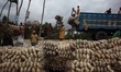 Labourers carry jute from a boat to a truck to send it in the capital Dhaka. Photo has tak...