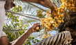 A worker holding palm oil fruit at a plantation in the province of Al-Qatif in the eastern...