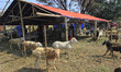 A seller waiting for the buyer sell at a livestock market ahead of Eid Al-Adha festival in...
