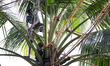 Sri Lankan toddy tapper Niroshan Thilakarathne cuts the edge of coconut flower atop a coco...