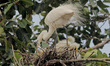 Wild Egret birds are seen on the way side tree branches as they hatched their chicks and f...