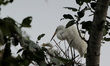 Wild Egret birds are seen on the way side tree branches as they hatched their chicks and f...