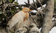 Wild Egret birds are seen on the way side tree branches as they hatched their chicks and f...