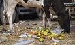 A cow eats rotten apples and pears at Azadpur Fruit Market in New Delhi India on 07 Septem...