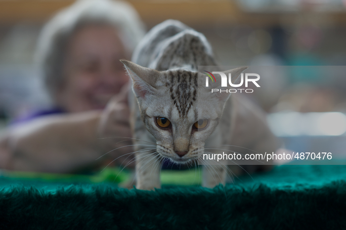 LVII And LIX International Cat Exhibition In Warsaw