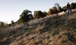 A man pushes a bicycle through tall grass in Kensington Gardens in London, England, on Sep...