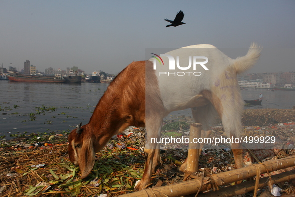 A lamb is feeding himself from the vegetable wastage at the bank of river Buriganga, Dhaka, Bangladesh, 24 March, 2015. 