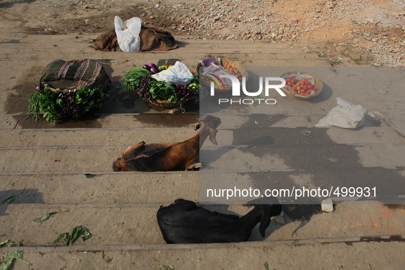 Two lambs are taking care of his owners vegetable shop while he was out of the temporary vegetable shop at the bank of river Buriganga, Dhak...