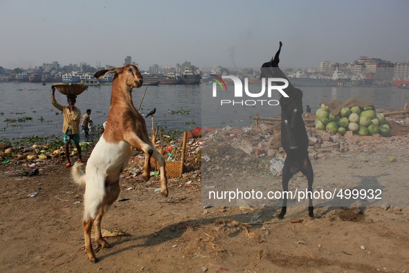 Two lamb are fighting with each other at the bank of river Buriganga, Dhaka, Bangladesh, 24 March, 2015. 