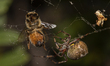 A garden Orbweb spider reaches for a honey bee trapped in its web in Lincoln, New Zealand...
