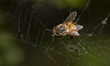 A honey bee trapped in a spider's web in a garden in Lincoln, New Zealand on November 05,...