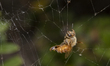 A honey bee trapped in a spider's web in a garden in Lincoln, New Zealand on November 05,...