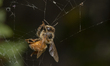 A honey bee trapped in a spider's web in a garden in Lincoln, New Zealand on November 05,...