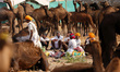 Camels at the Pushkar Camel Fair in Pushkar, in the western state of Rajasthan, on 7 Novem...
