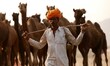 Camels at the Pushkar Camel Fair in Pushkar, in the western state of Rajasthan, on 7 Novem...