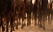 Camels at the Pushkar Camel Fair in Pushkar, in the western state of Rajasthan, on 7 Novem...