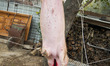 ENG : Butchering a Pig homemade in traditional and ritual italian culture. This ritual is...