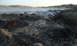 A Cow feeds from a garbage pit filled with plastic and other waste material on the outskir...