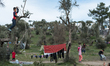An Afghan boy who climbed a tree sets up a rope to be used as a swing in the olive grove j...