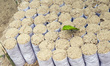 A tea nursery with new tea plants pictured at Boisahabi Tea Estate in Assam, India on Marc...
