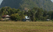 A view of a local cow on a field near Kampong Trach Mountain area. On Tuesday, January 7,...