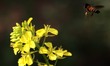 Honey bee collecting nectar and pollen from mustard flowers on the outskirts Village of Aj...