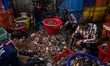 Workers sort out fishes at San Pya fish wholesale market in Yangon, Myanmar on January 29,...