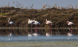 Flamingos as seen in Kalochori lagoon near Thessaloniki in the Axios Delta National Park....