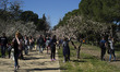 the almond trees in bloom in the Quinta de los Molinos Park. Every year, the almond trees...