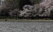 Few people are seen walking around cherry blossoms along the Tidal Basin amid a distinct d...