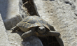 A wild tortoise seen amongs ruins of the Basilica of St. John in Ephesus, with the view of...