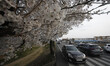 A View seen of Cherry Blossom full bloom at country village in Sangju, South Korea. 