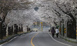 A View seen of Cherry Blossom full bloom at country village in Sangju, South Korea. 