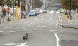 A rabbit sits on a main road which is empty of traffic in Christchurch, New Zealand, on Ap...