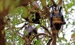 Bats on a tamarind tree at Jai Niwas Garden during the nationwide Lockdown imposed in the...