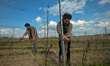 Joanna and Marcin, from the Amonit Vineyard, located in Cianowice near Krakow, during the...