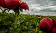 Hundreds of wild peonies from the species of Paeonia Peregrina color in red the meadows an...