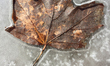 Maple leaf encased in ice during the Spring season in Toronto, Ontario, Canada. 