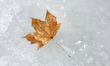 Maple leaf encased in ice during the Spring season in Toronto, Ontario, Canada. 