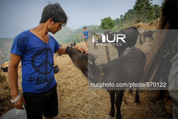 Ishwar is loving his cattle after loosing three buffalos during earthquake. Kabrepalan Chowk, Nepal. May 6, 2015 