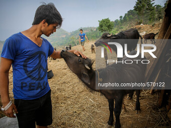 Ishwar is loving his cattle after loosing three buffalos during earthquake. Kabrepalan Chowk, Nepal. May 6, 2015 (